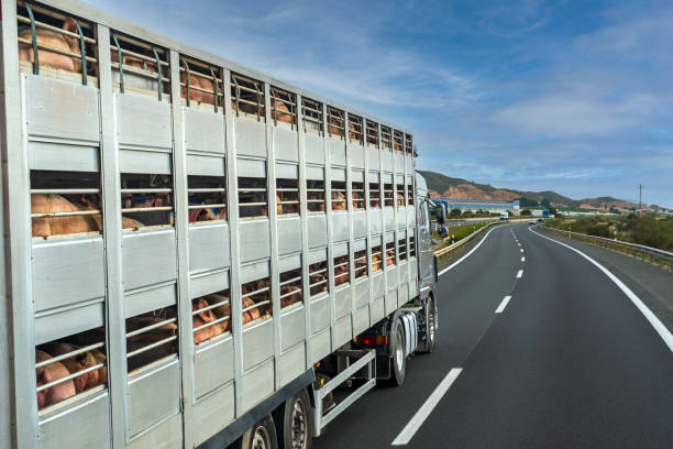 Livestock Transport